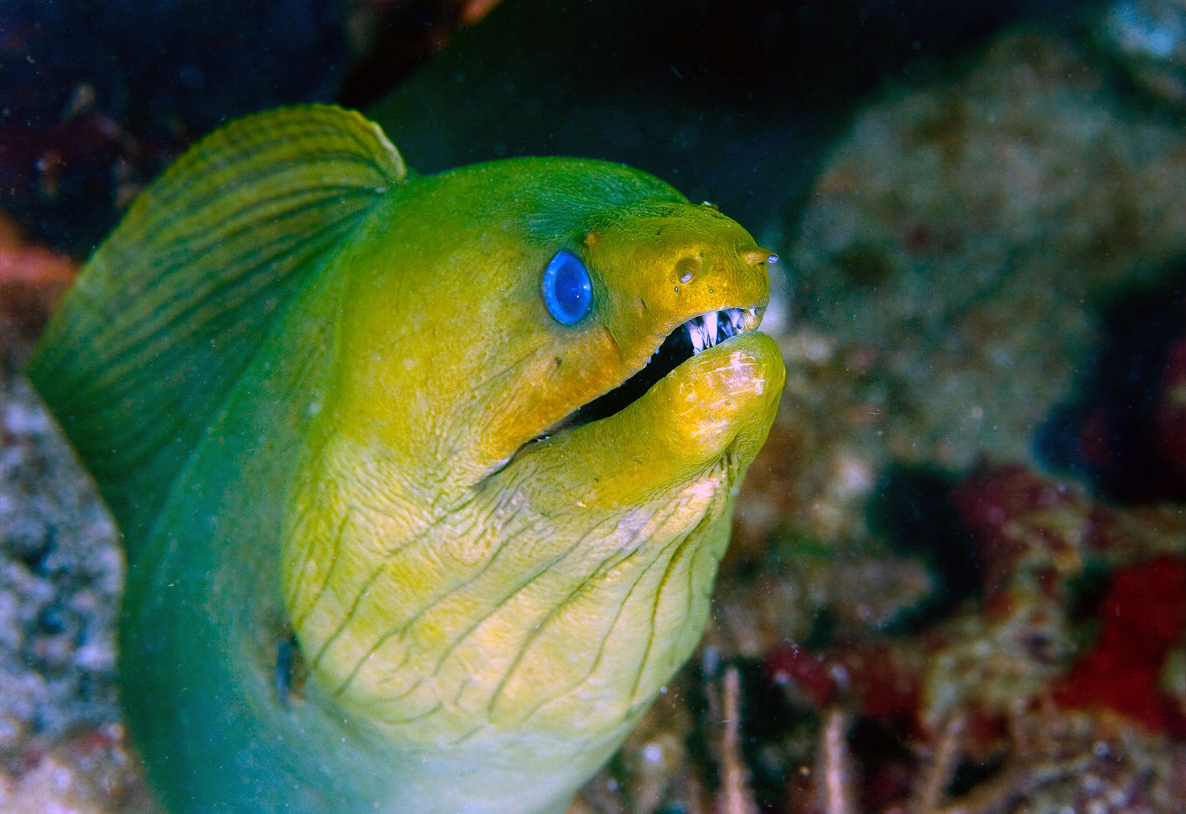 Green Moray eel