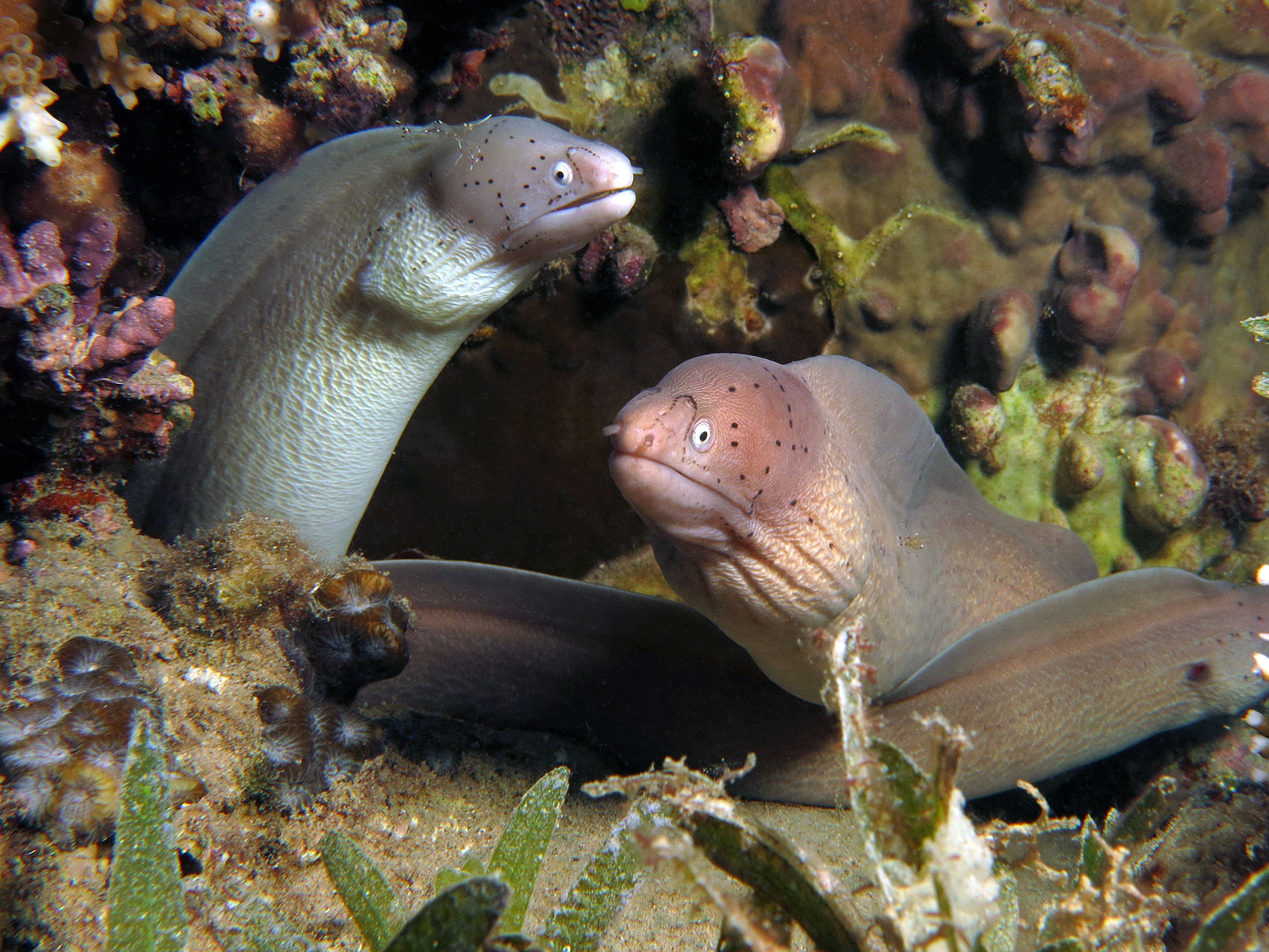 Grey Moray Eels