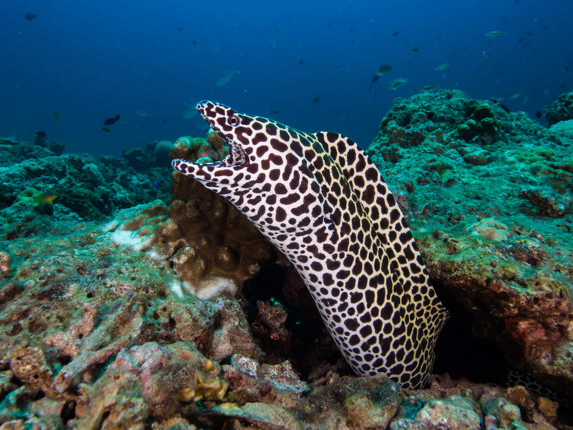 Honeycomb Moray Eel