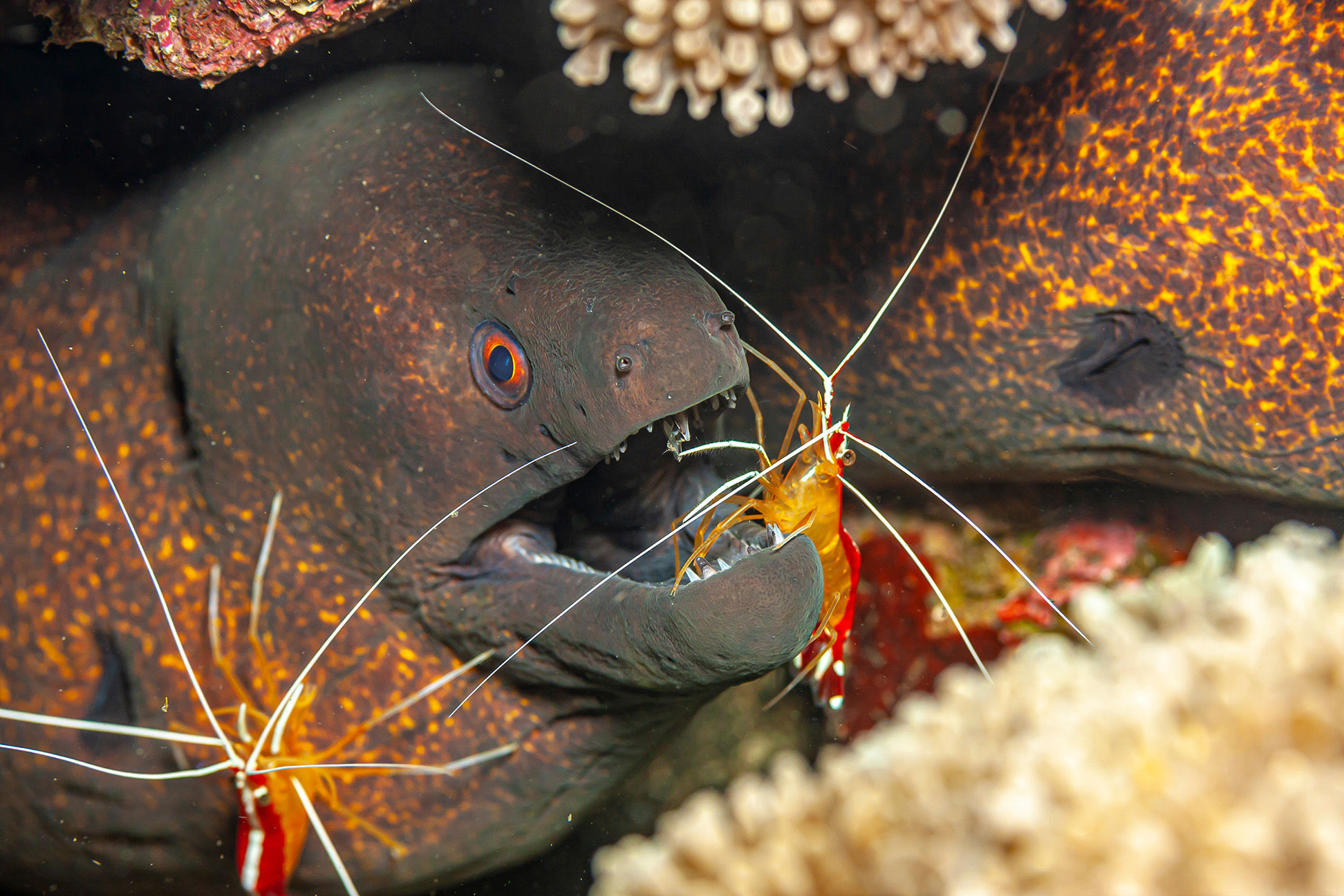 Moray Eel and Cleaner Shrimp