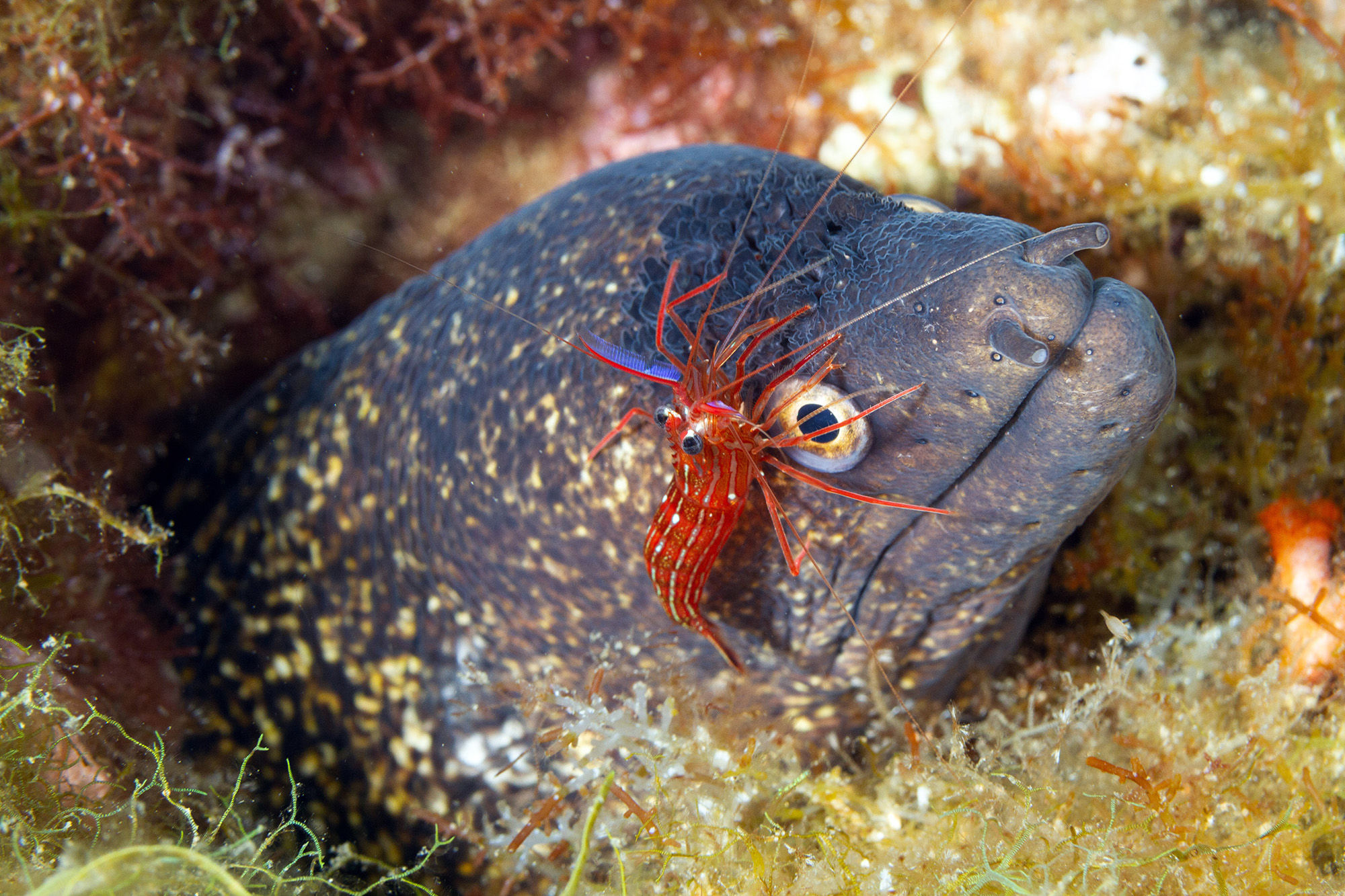 Moray Eel Getting Cleaned by Shrimp
