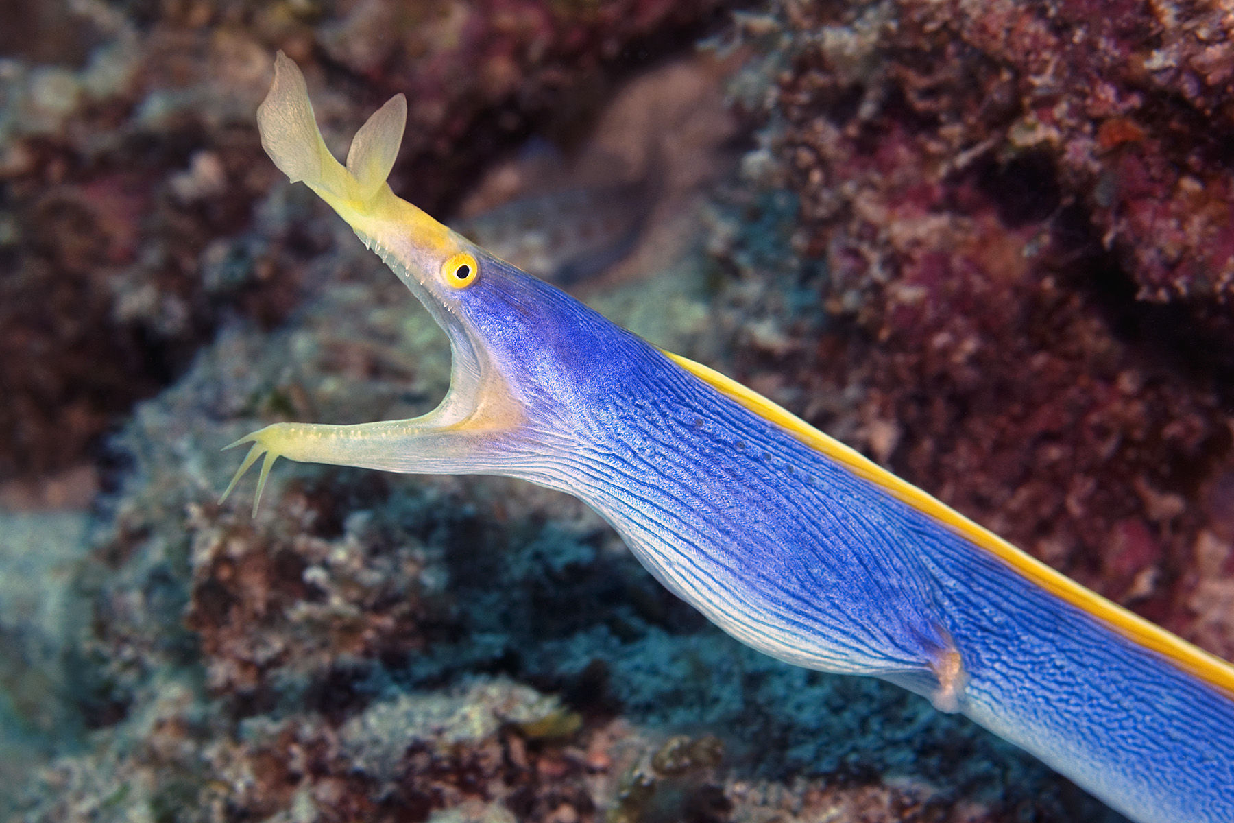 Ribbon Moray