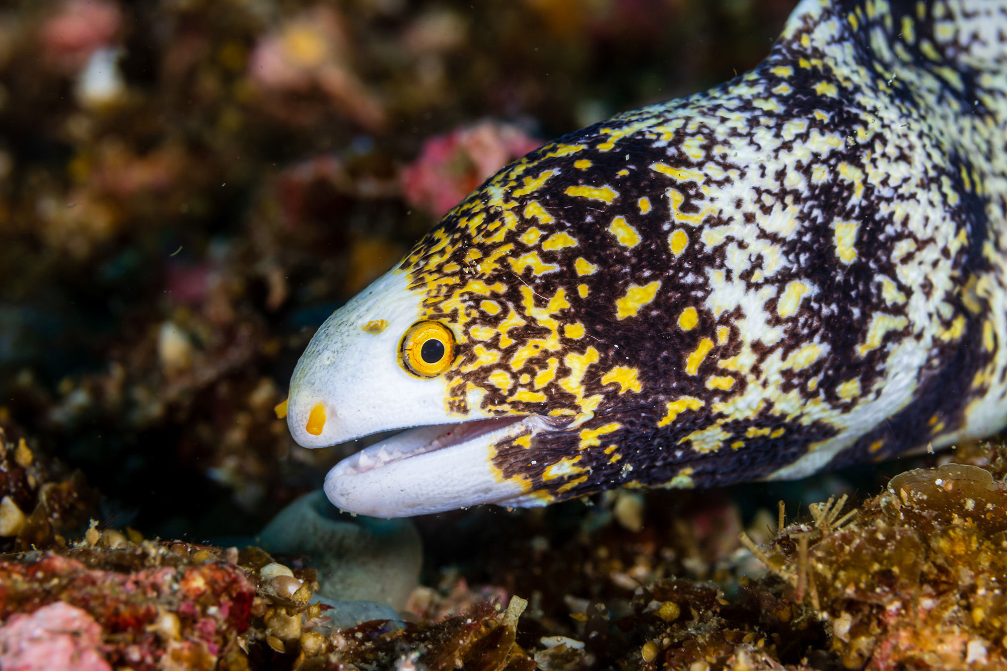 Snowflake Moray eel