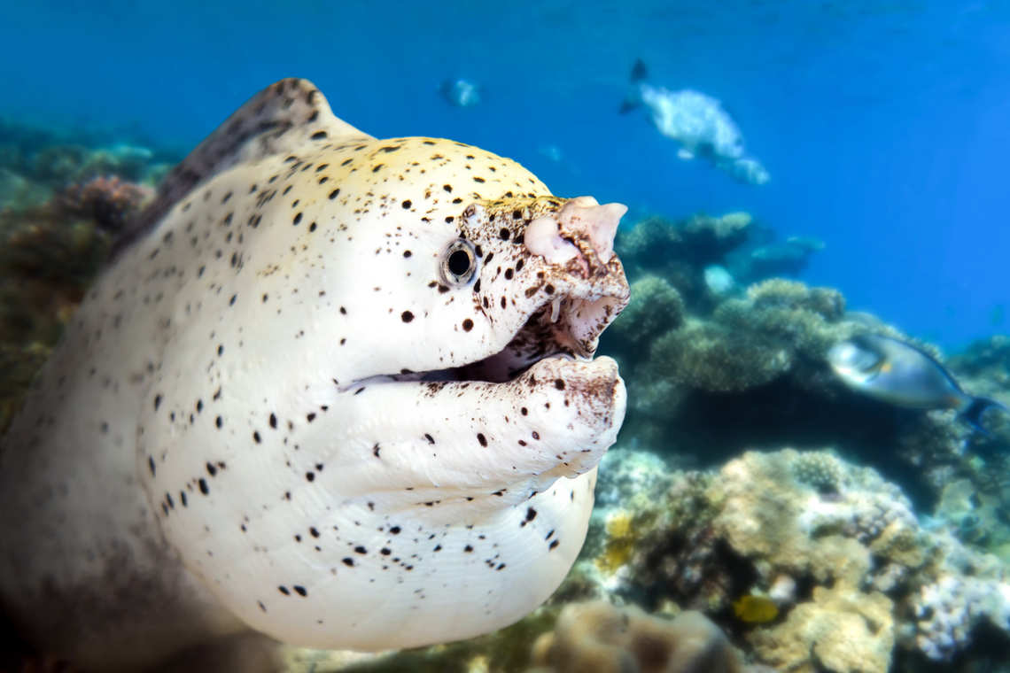 White Moray eel