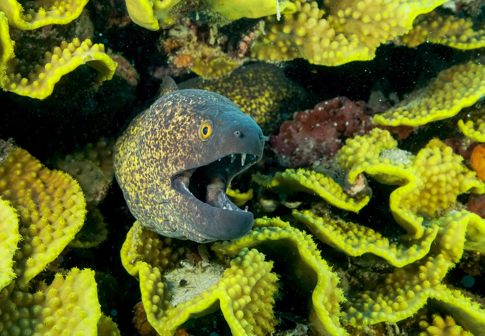 Yellow Edged Moray Eel peeks out of its Lettuce coral