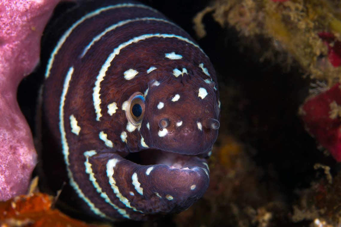 Zebra Moray Eel