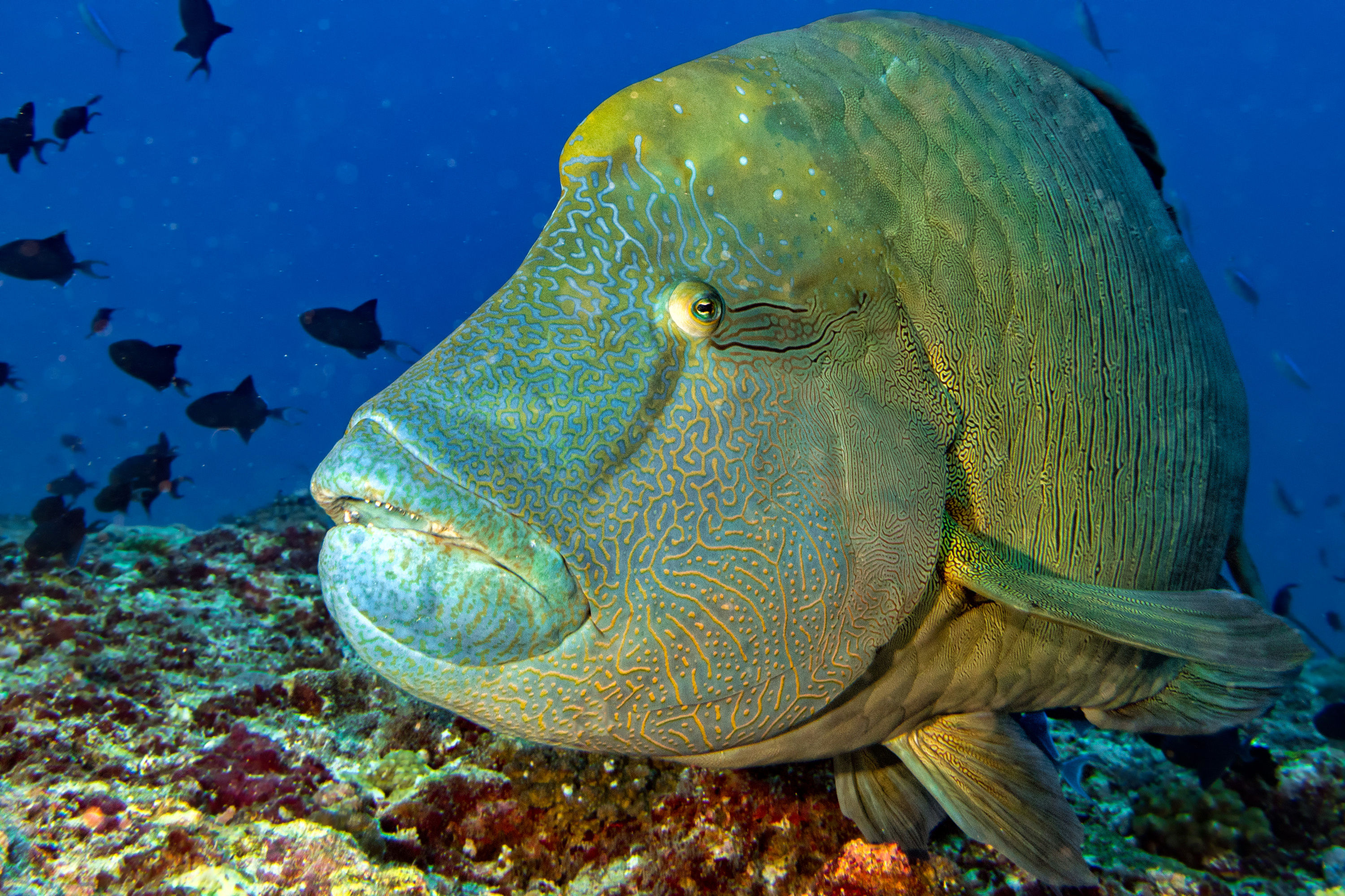 Napoleon Wrasse, also know as Napoleon Fish