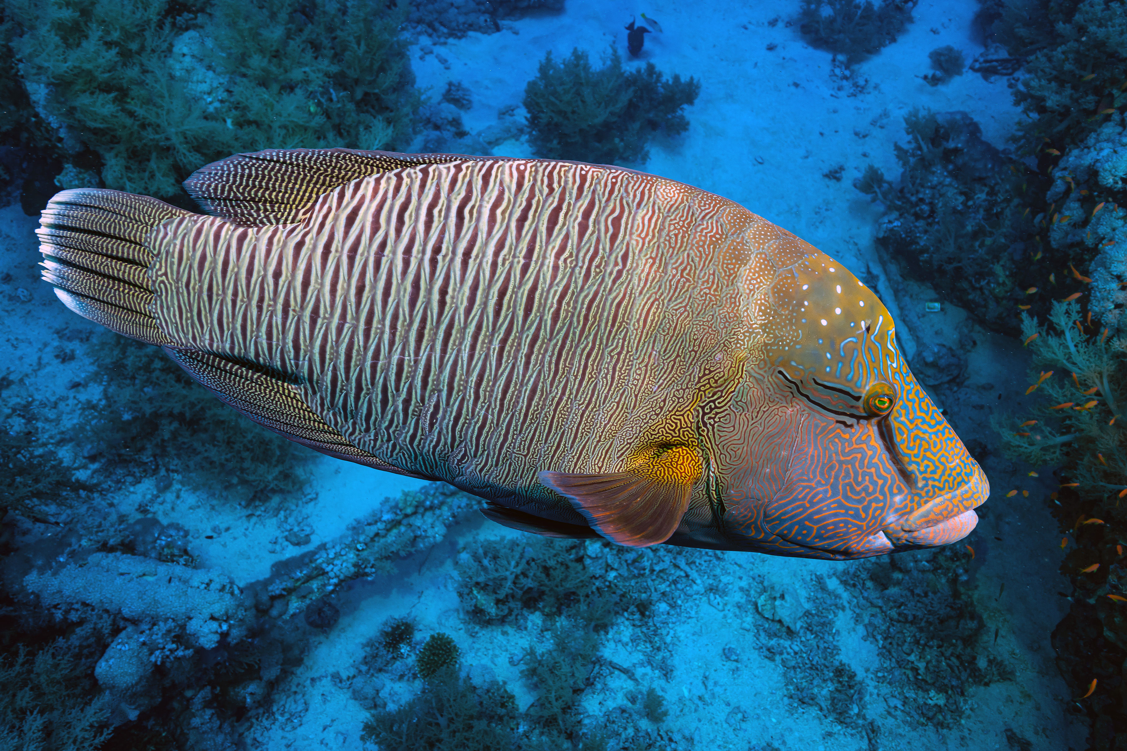 Napoleon Fish over a reef