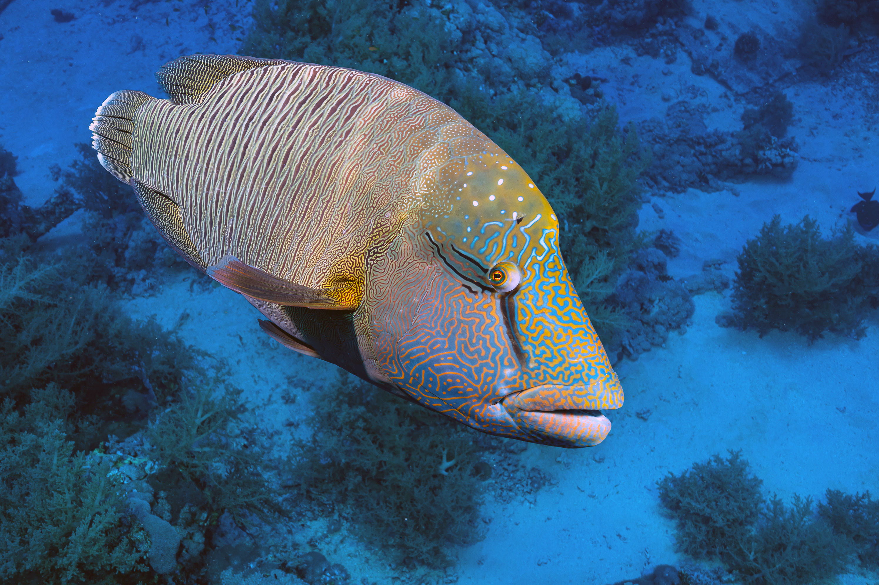 Napoleon Wrasse