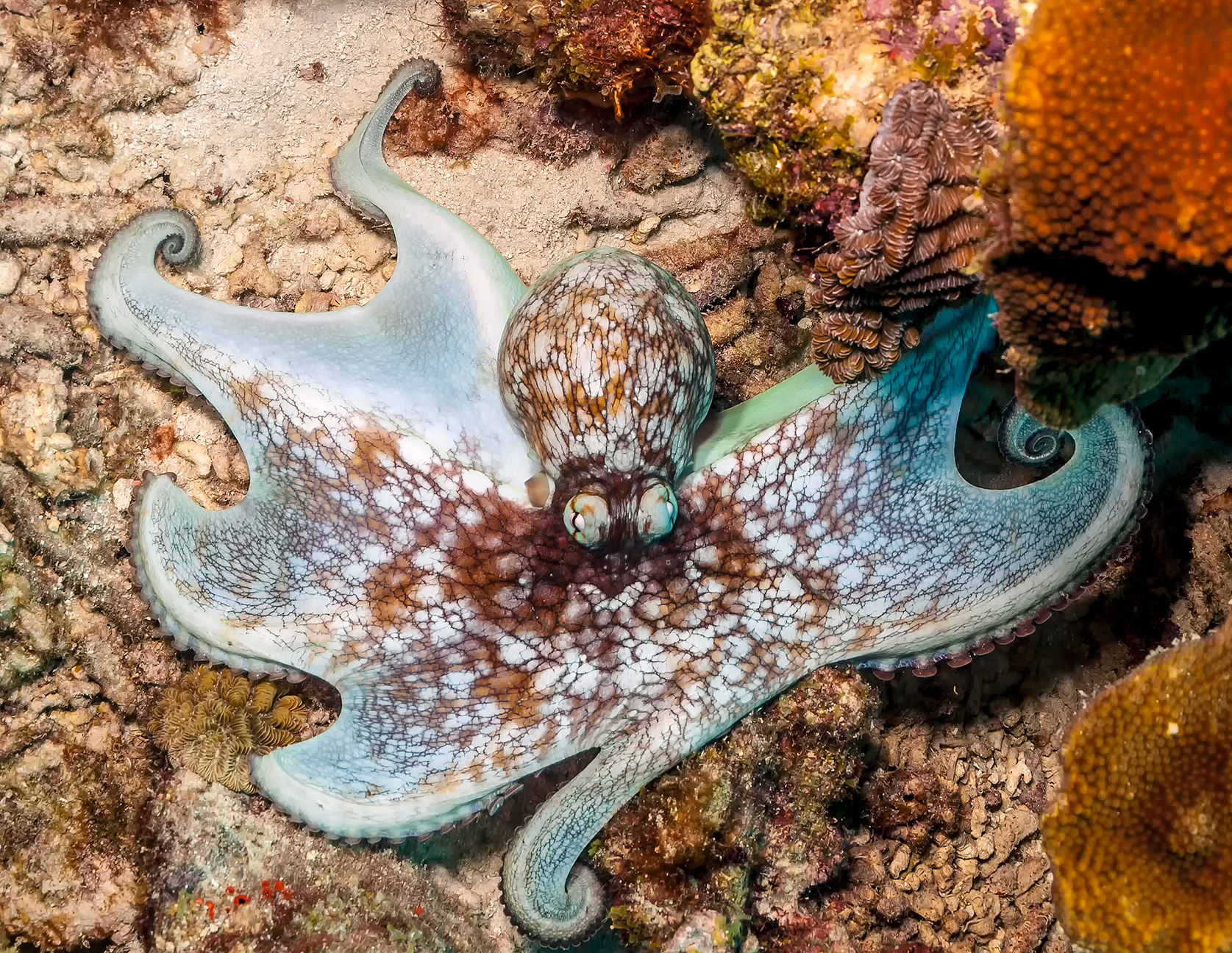 Caribbean Reef Octopus