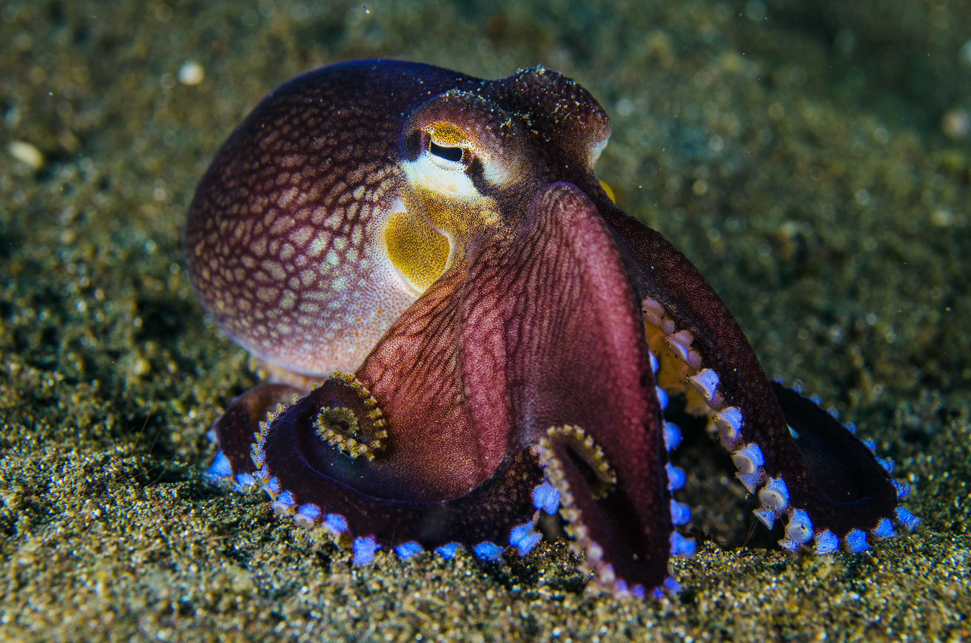 Coconut Octopus