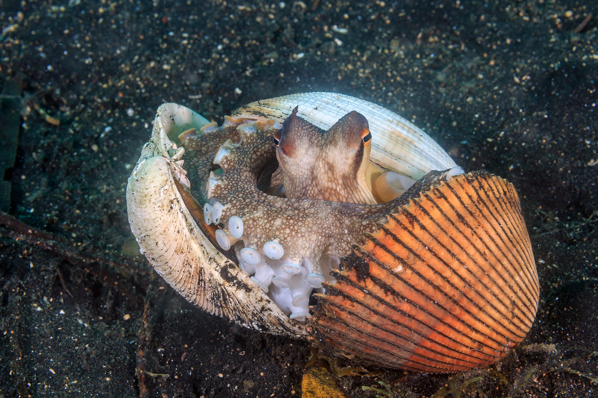 Coconut Octopus Playing Hide and Seek