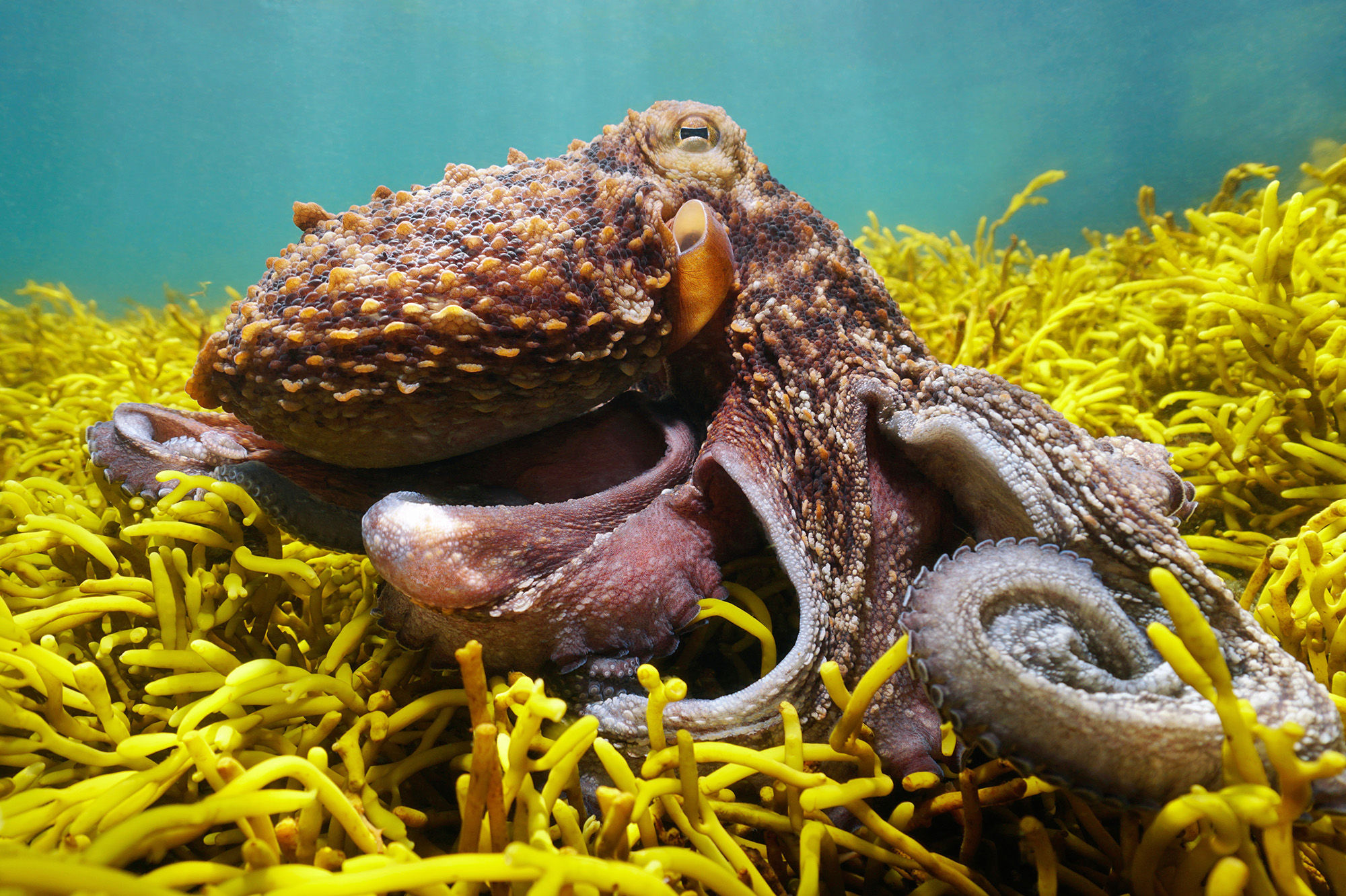 Common Octopus in Galicia, Spain