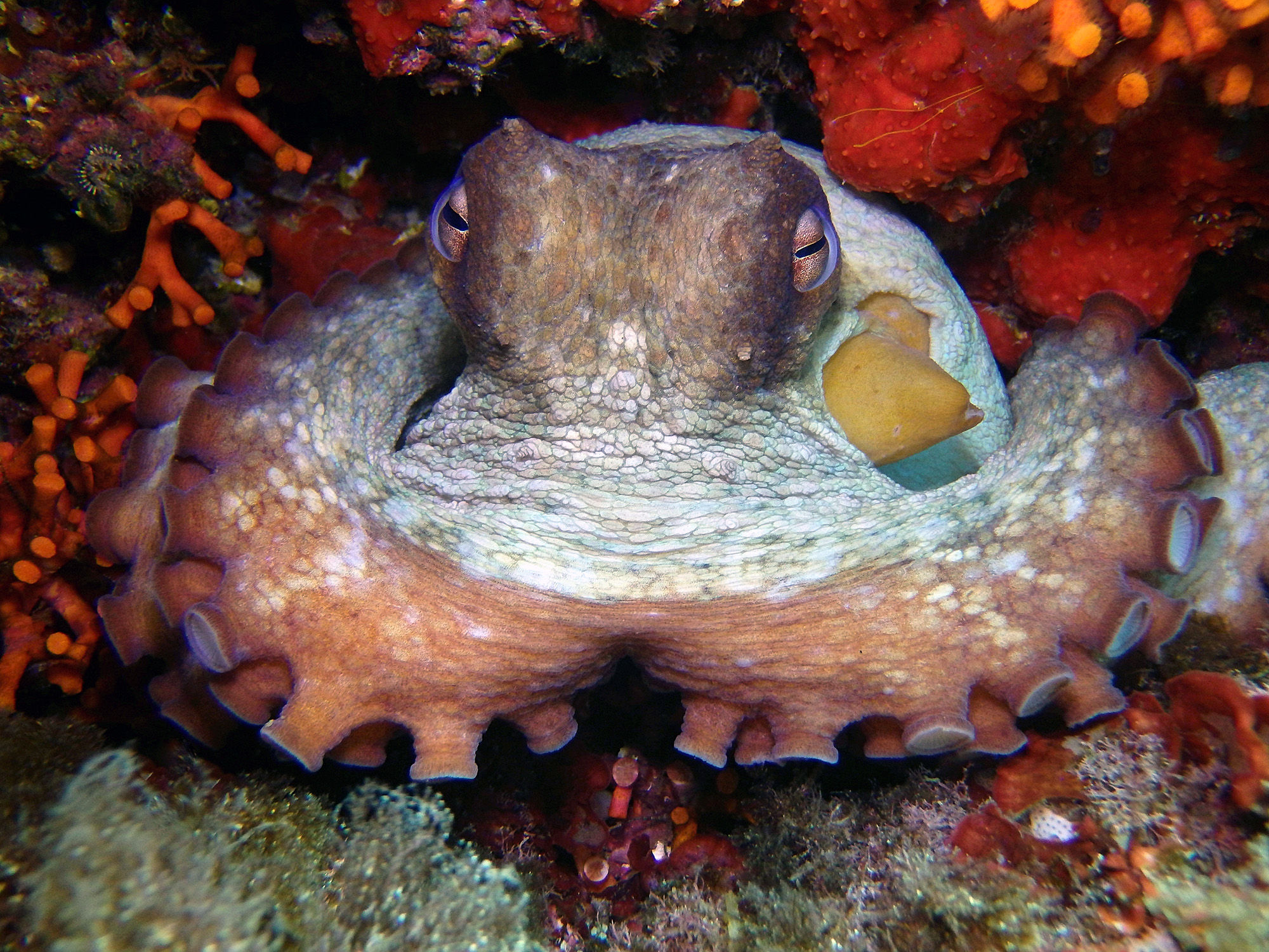 Common Octopus in the Mediterranean