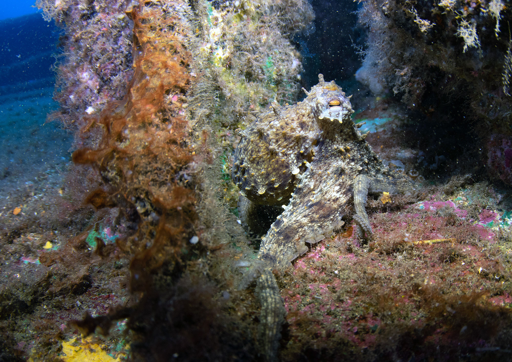 Common Octopus in Tenerife
