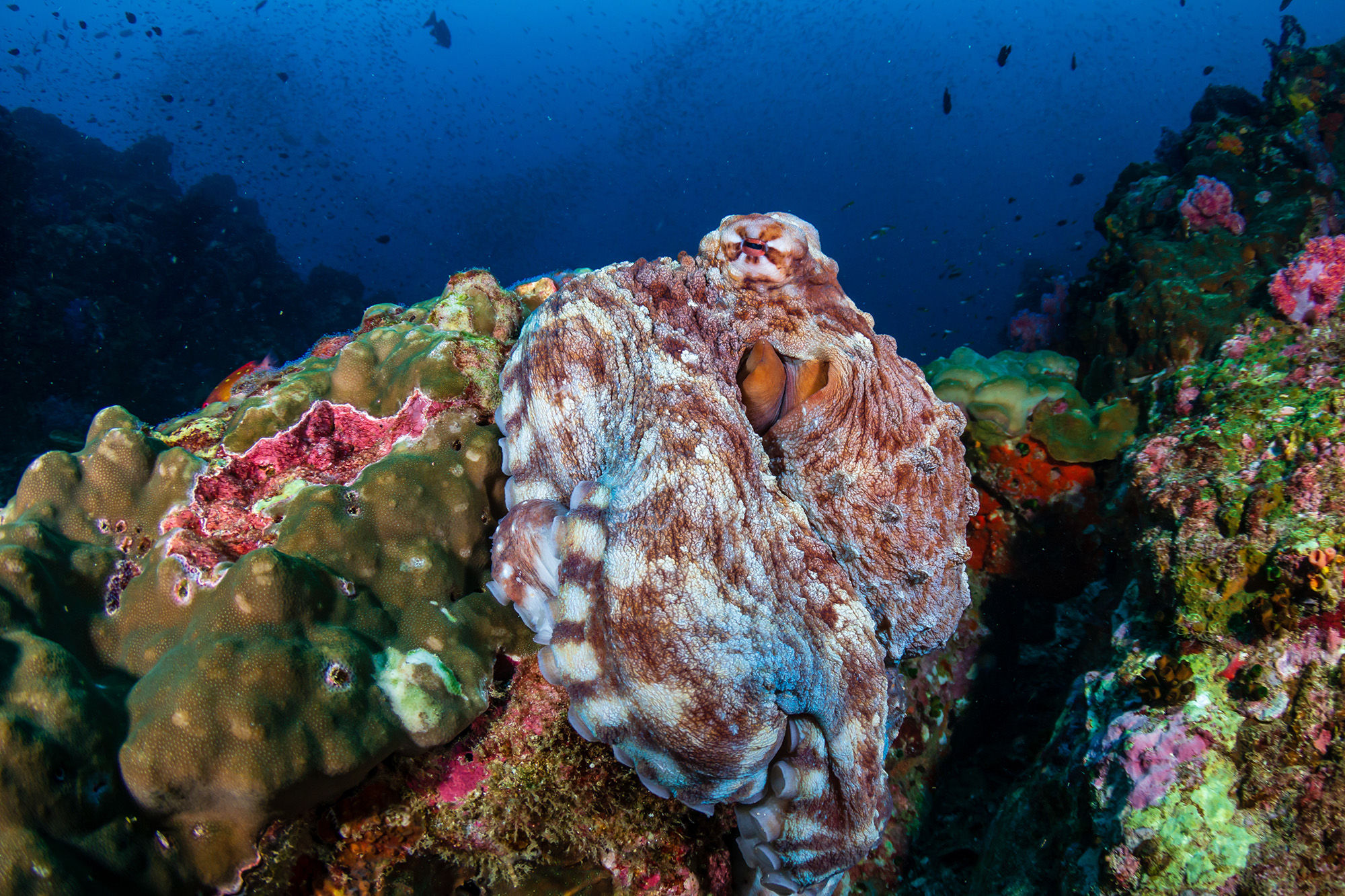 Day Octopus in Thailand