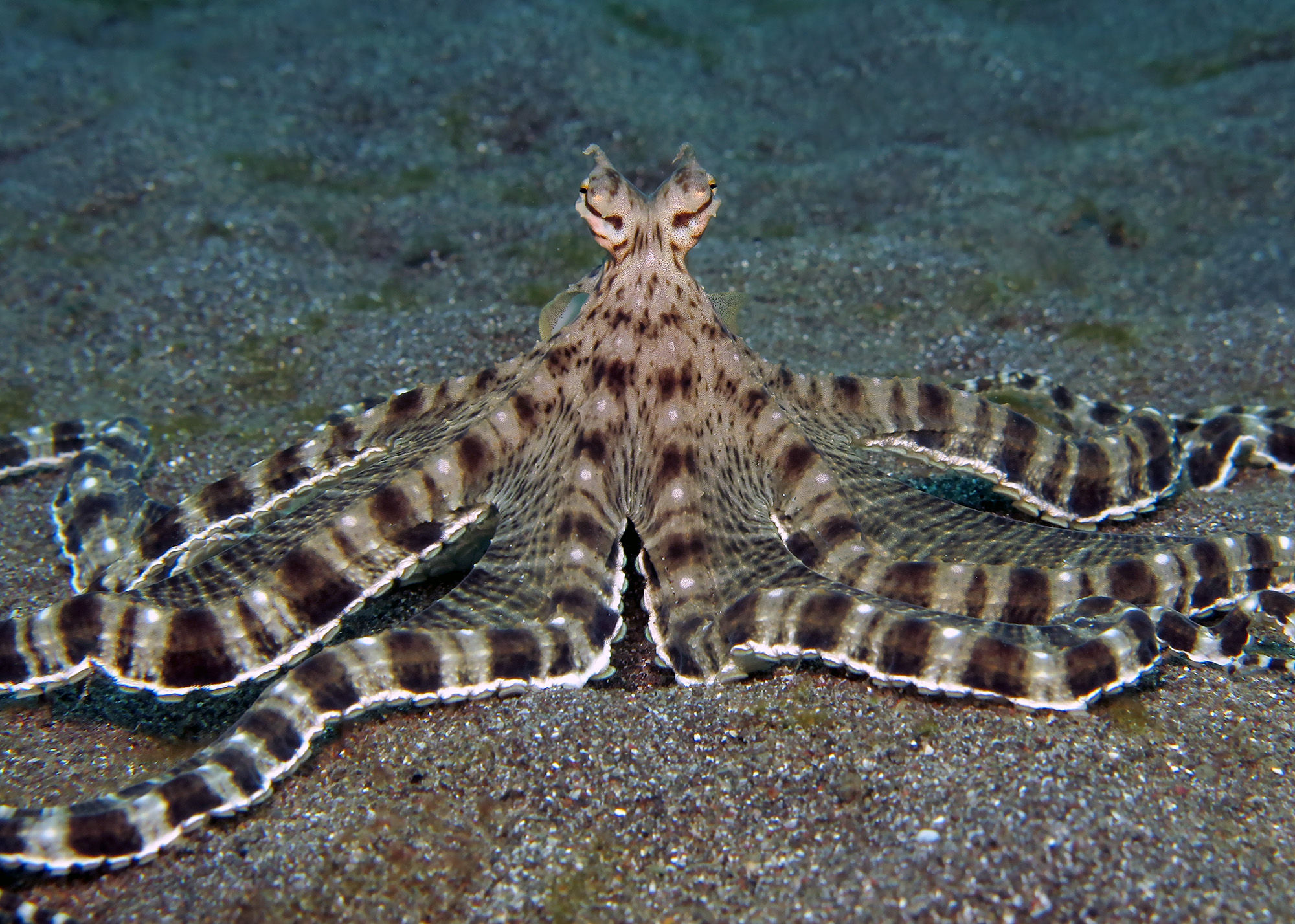 Mimic Octopus