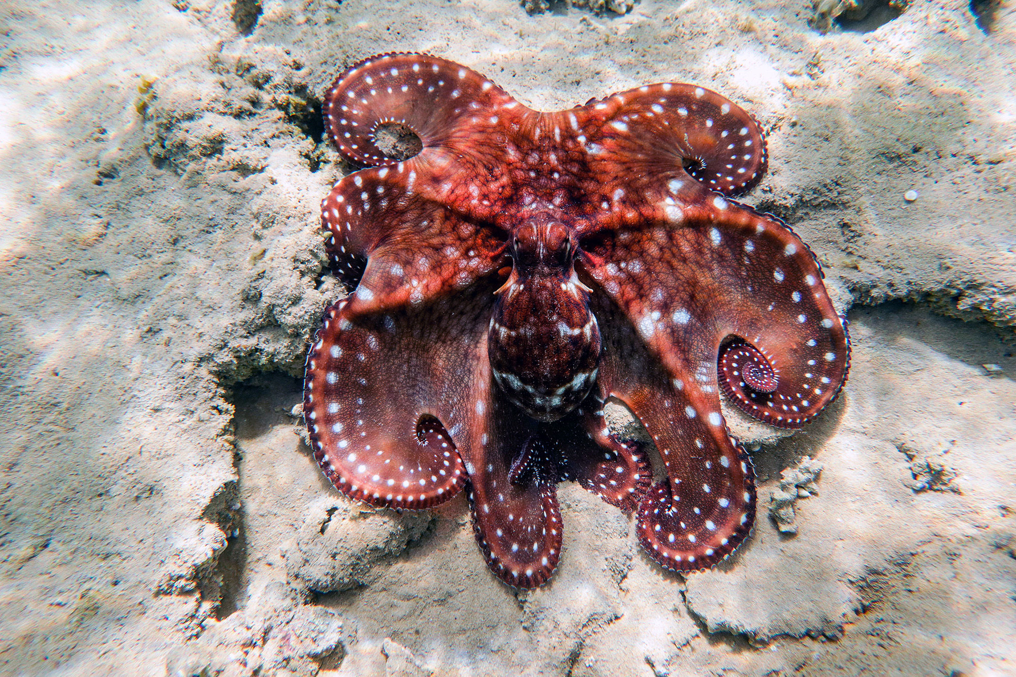 Octopus Cyanea