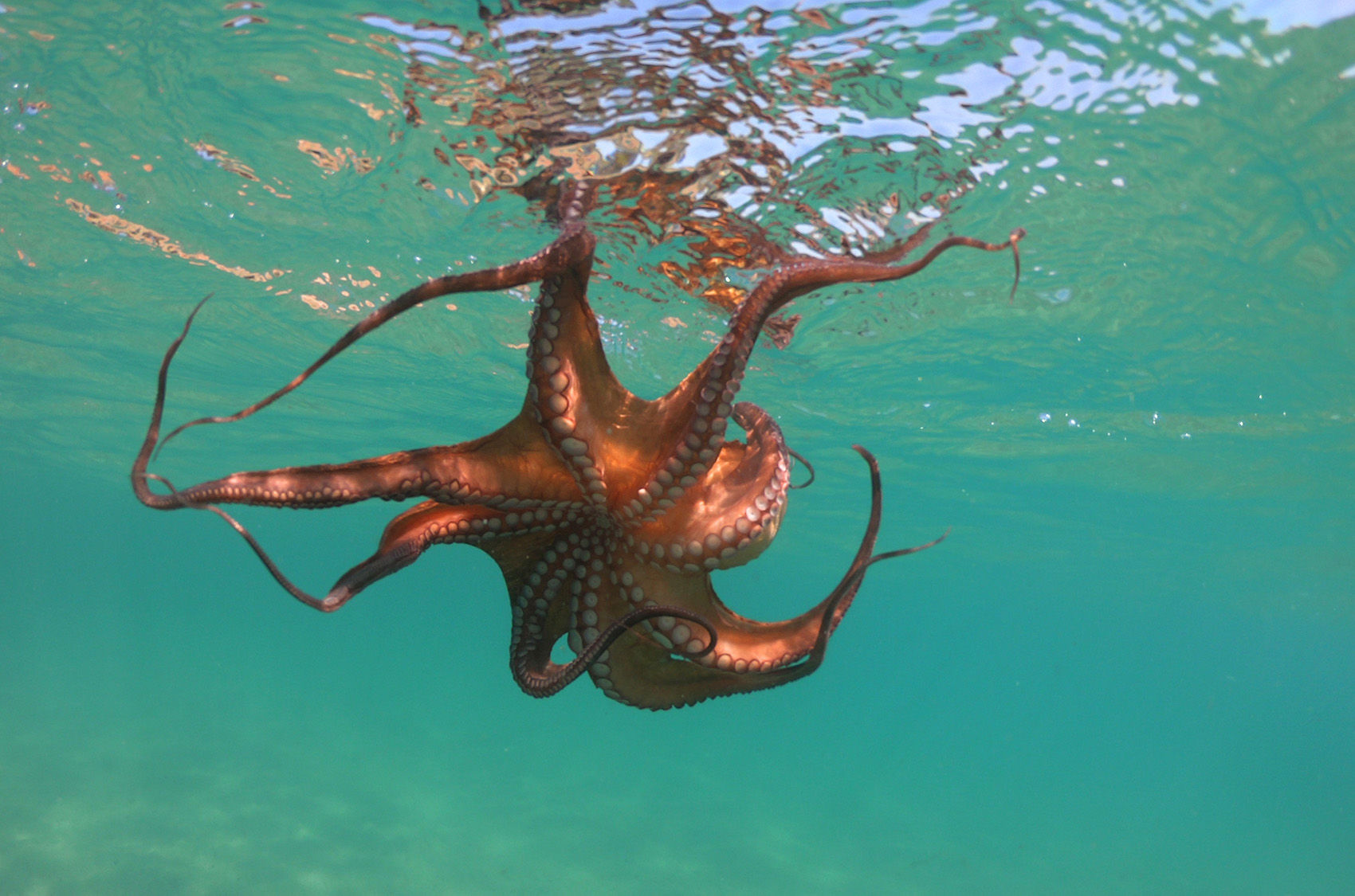 Octopus Swimming