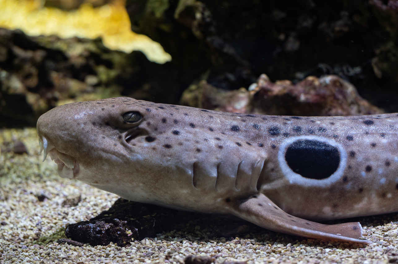 Wobbegong shark