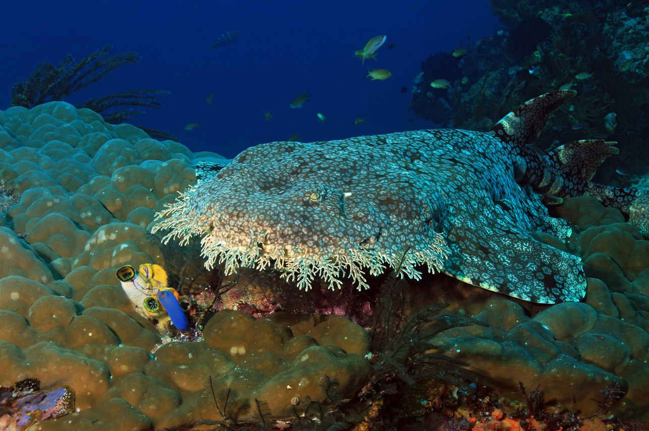 Wobbegong shark