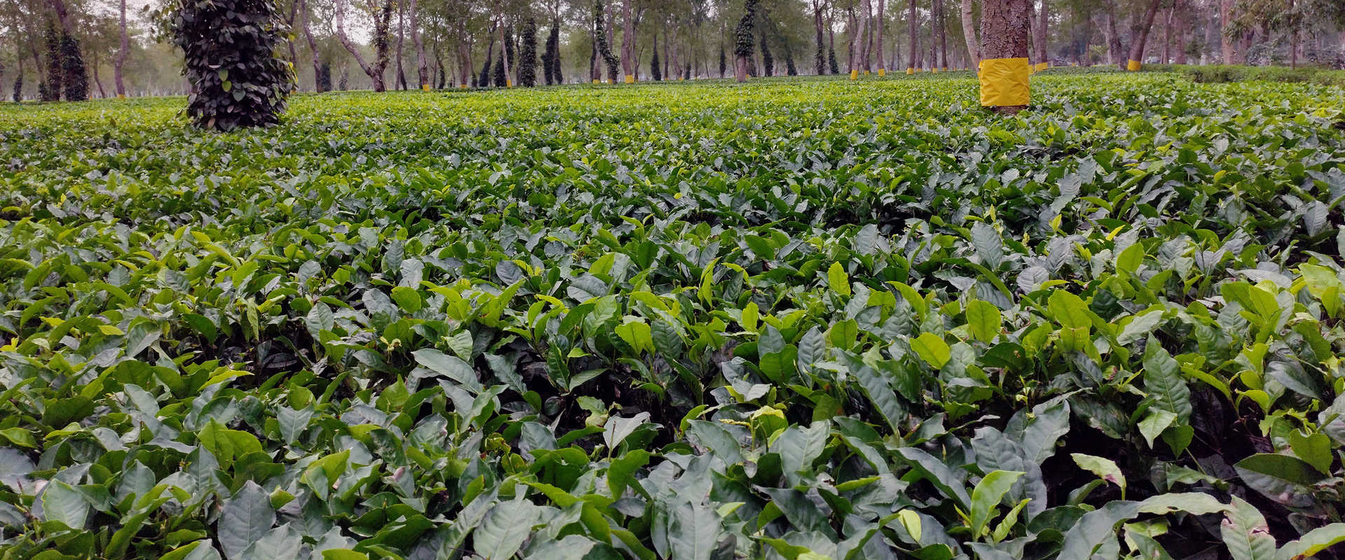 River Cruises in Jorhat