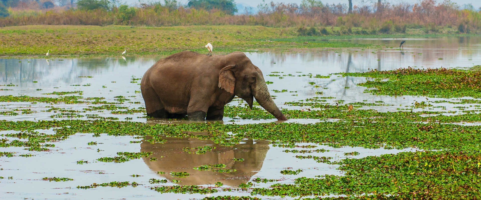 River Cruises in Kaziranga