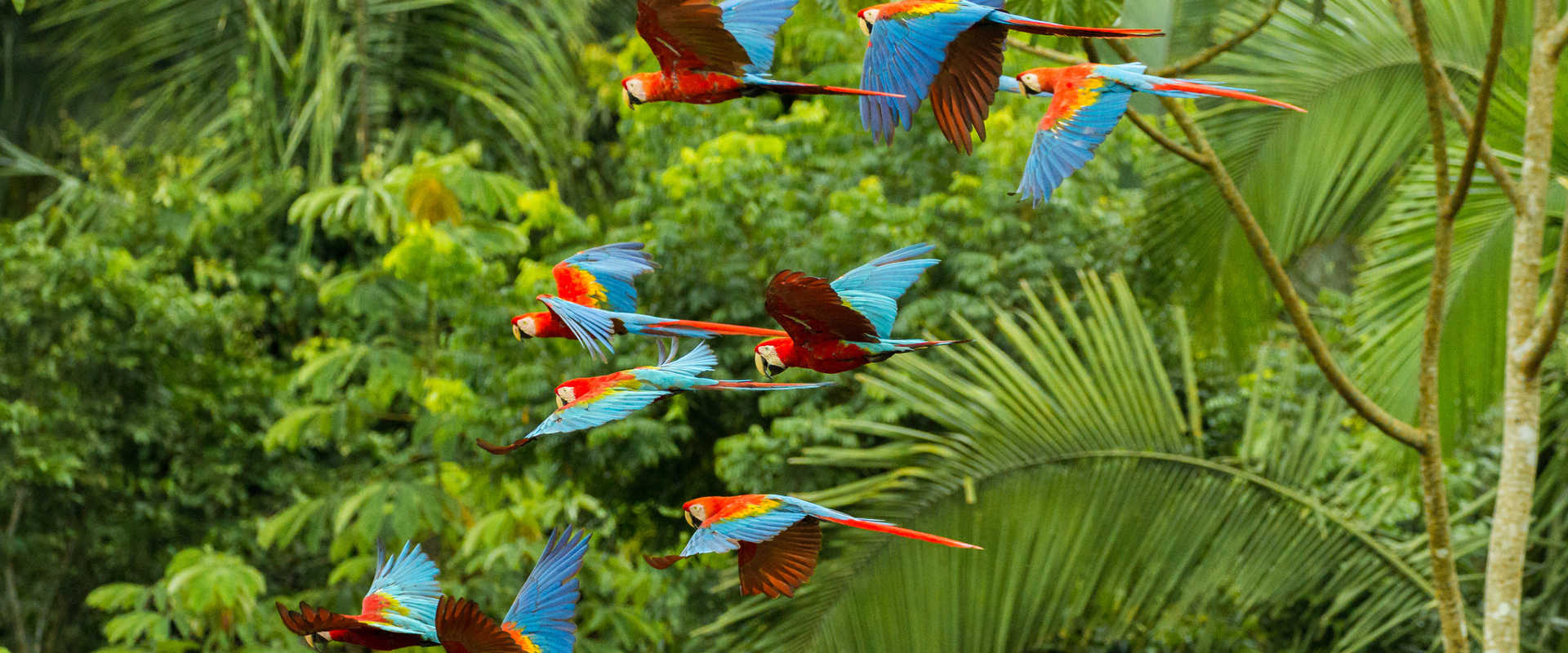 River Cruises in Amazon National Park
