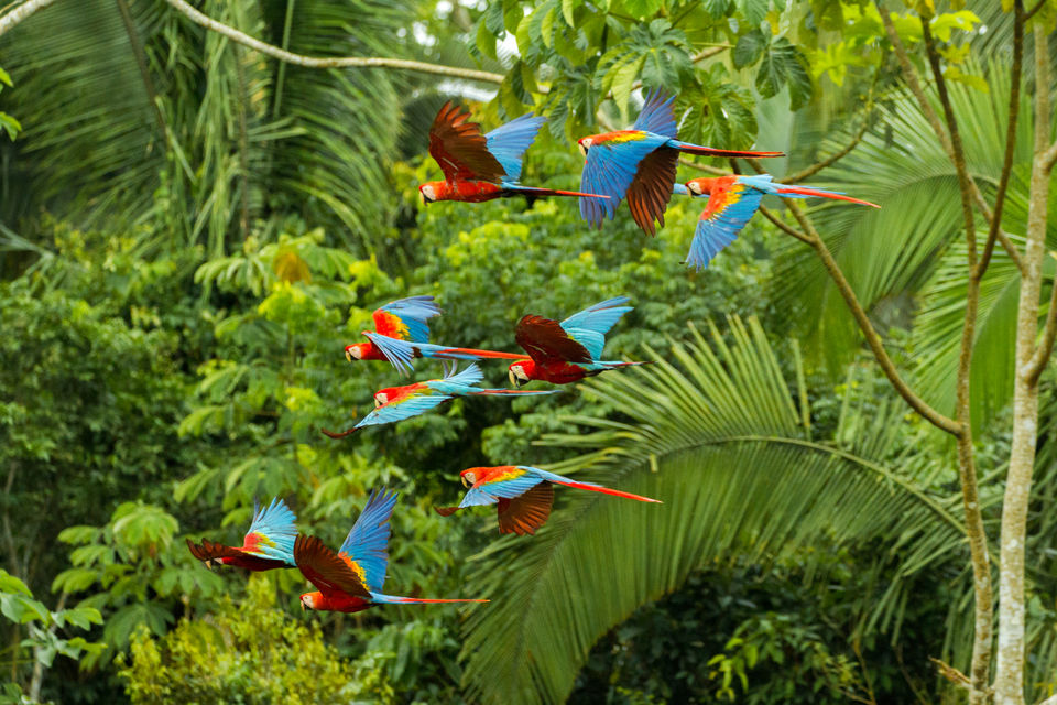 3 Cruceros fluviales que visitan Parque Nacional Amazonas, Perú ...