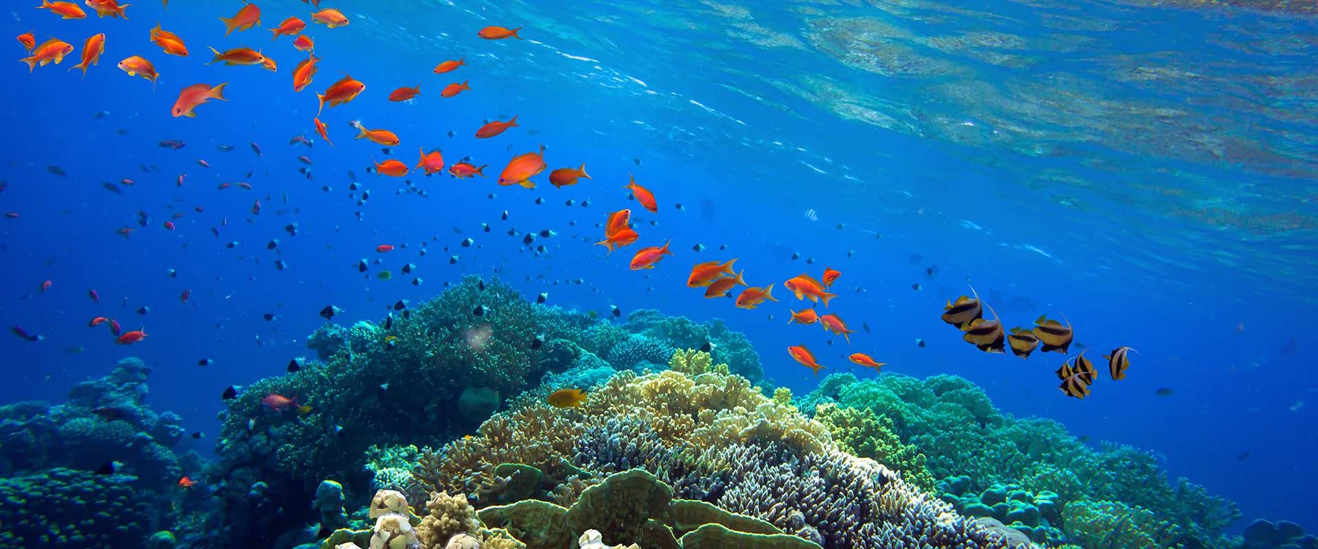 Live aboards em Índia - LiveAboard.com
