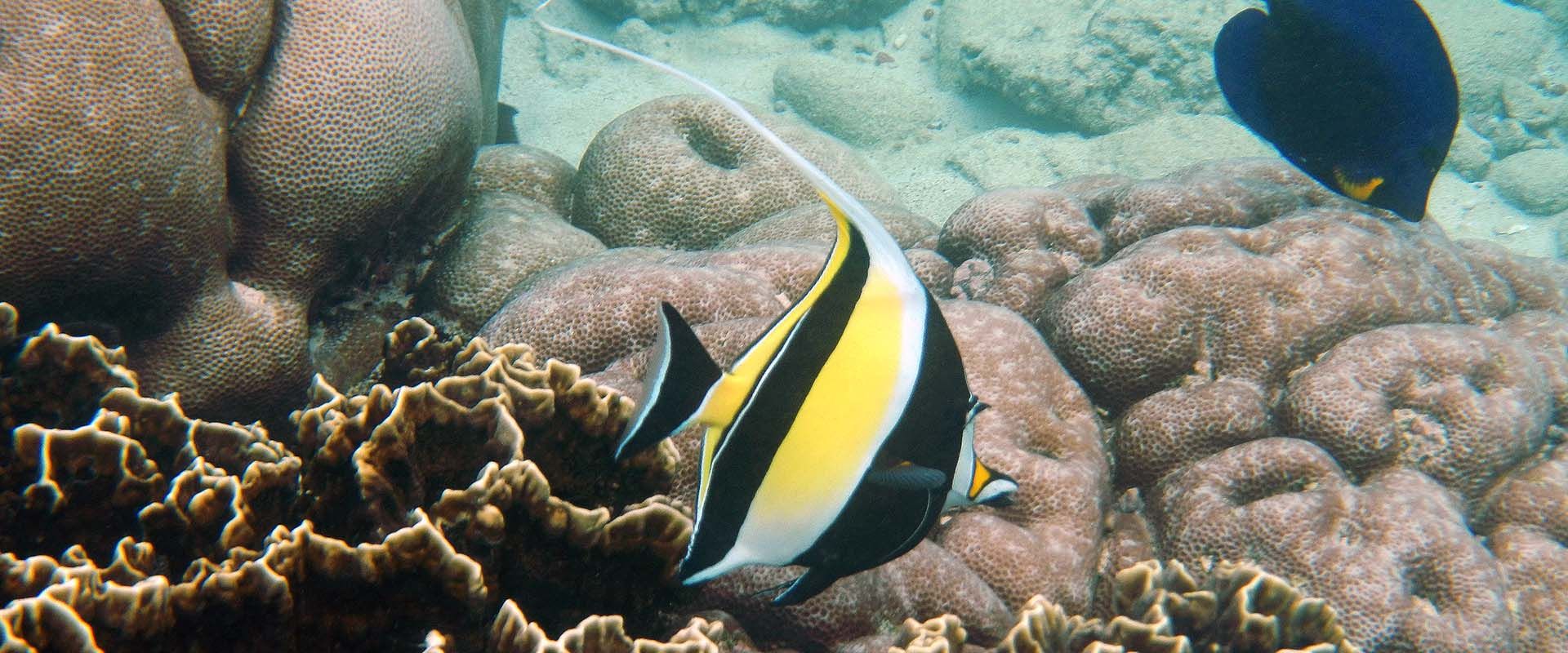 Crociere subacquee in Yemen - LiveAboard.com