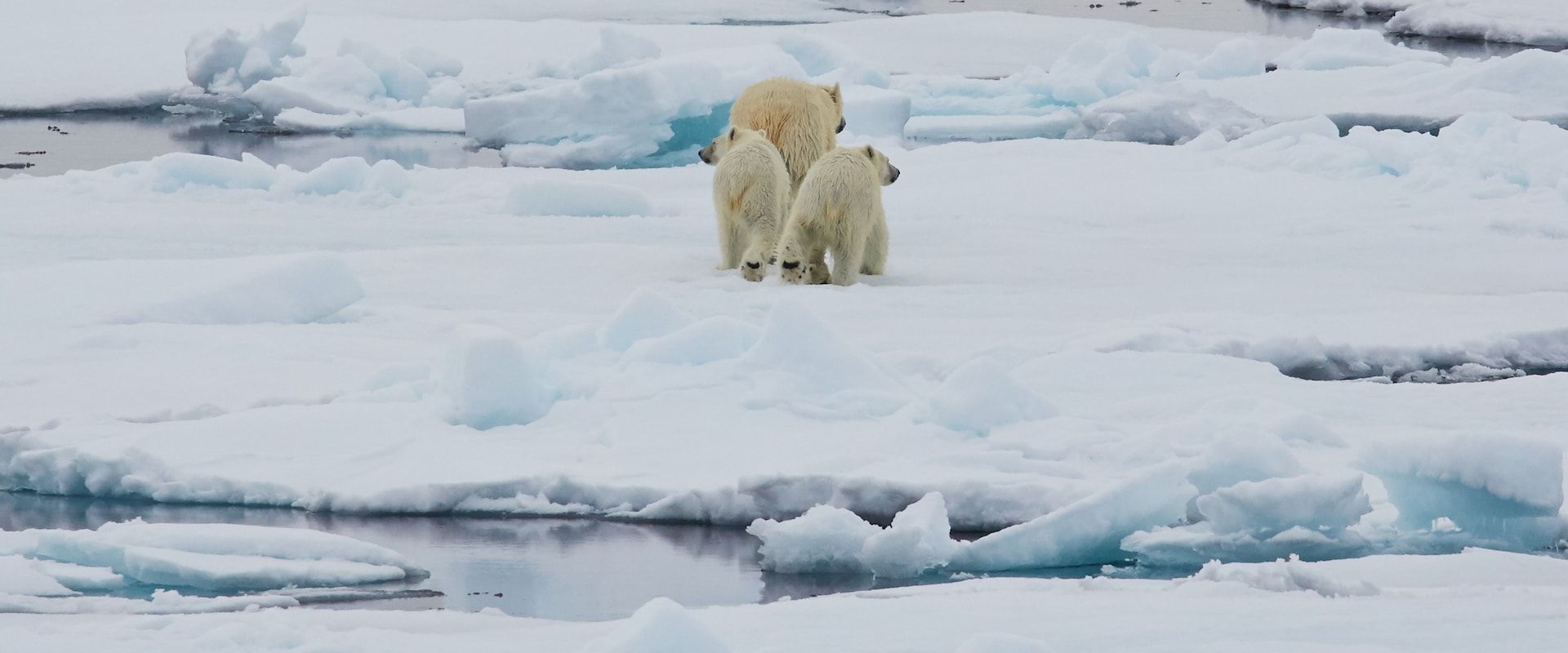 6 Cruises in Arctic - LiveAboard.com