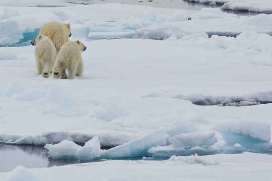 Polar Region