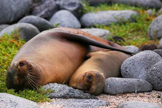 Galapagos