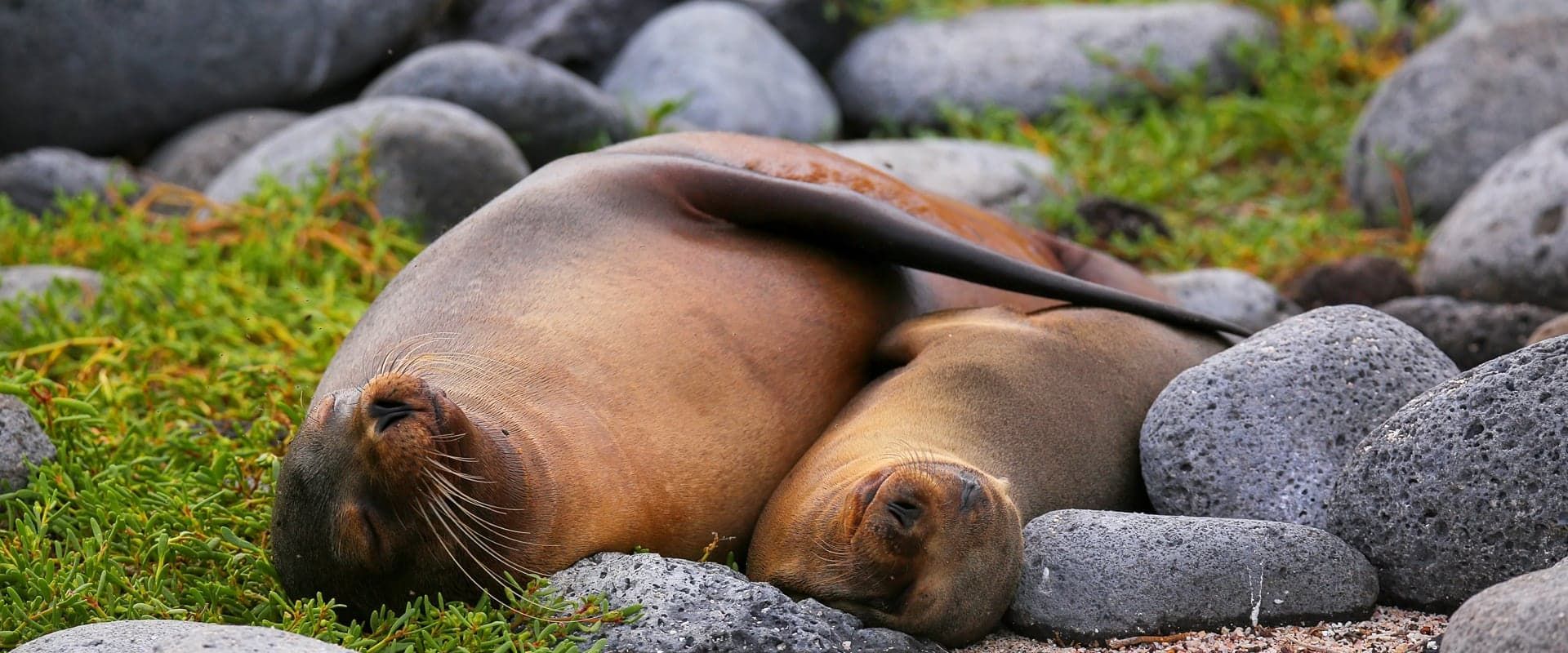 Noord-Seymour Island Cruises