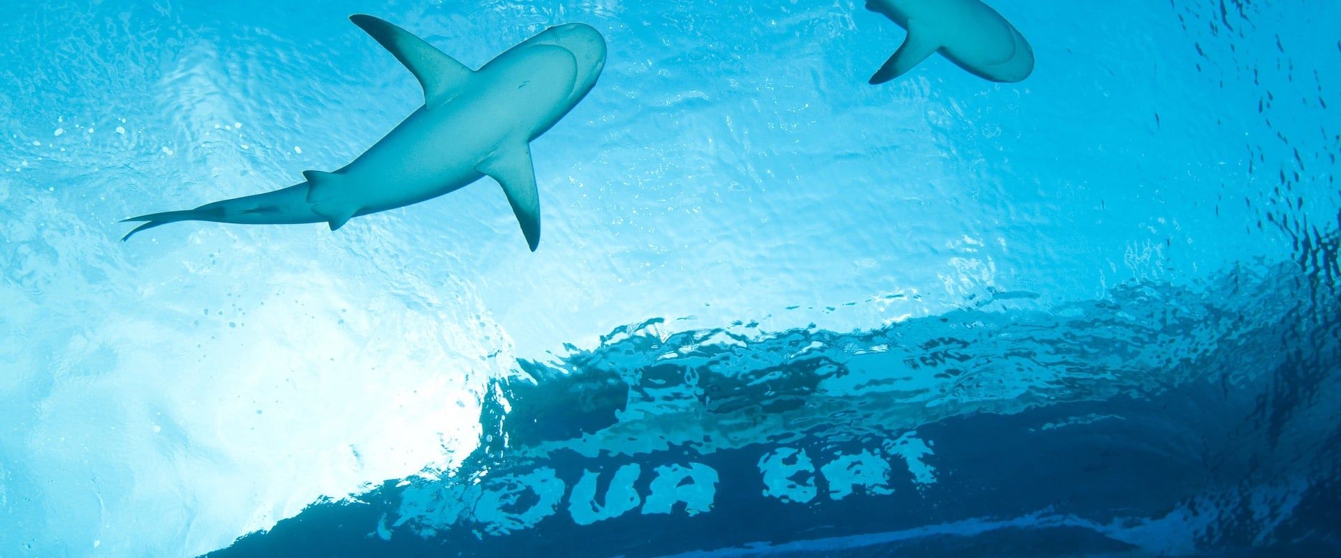 Tauchsafari Bahamas (8 Liveaboards verfügbar)