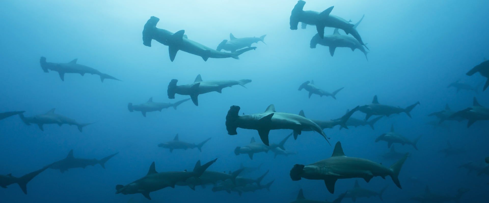 Liveaboards in Cocos, Costa Rica