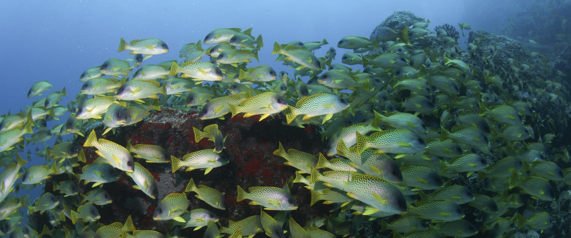 Live aboards em Djibouti - LiveAboard.com