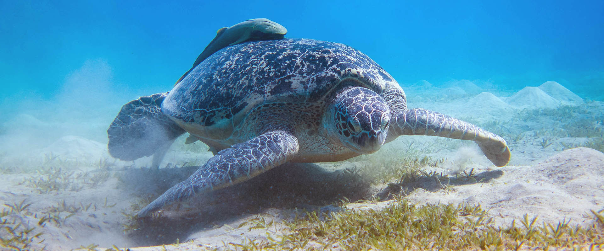 Marsa Alam Liveaboard Diving