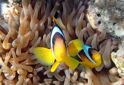 The Red Sea
