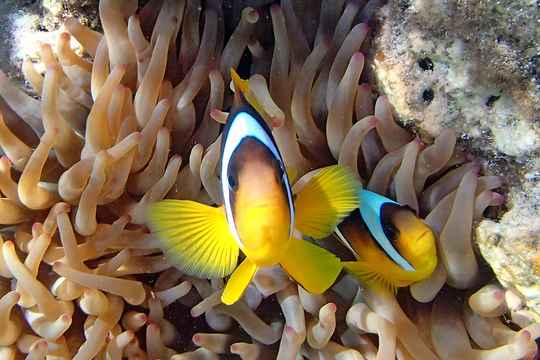 The Red Sea