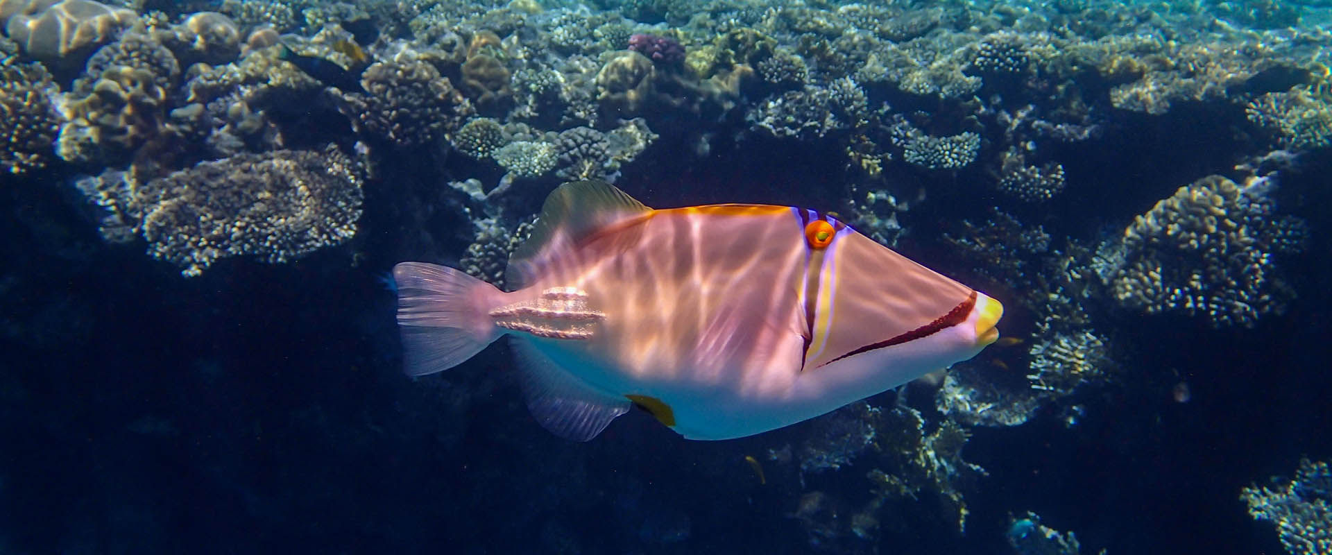 Sharm El Sheikh Liveaboard Diving