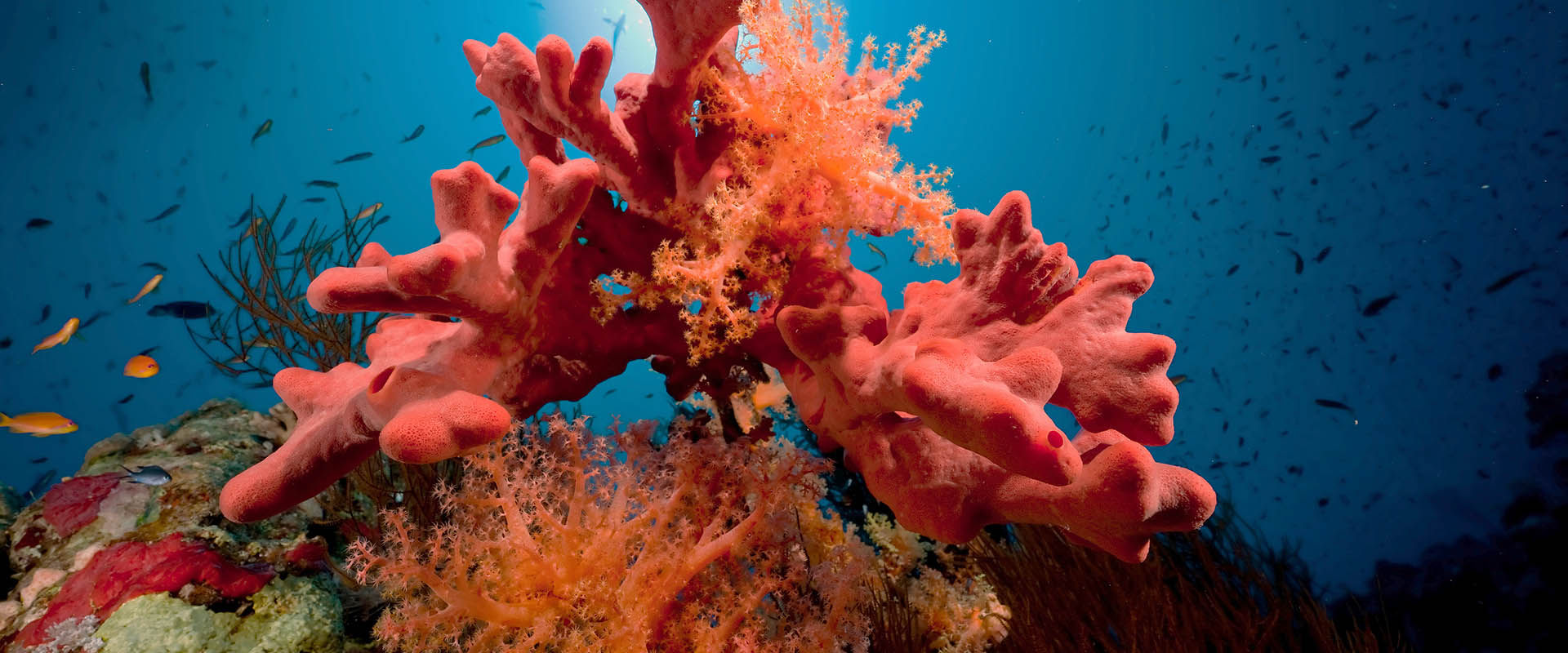 Woodhouse Reef Liveaboard Duiken