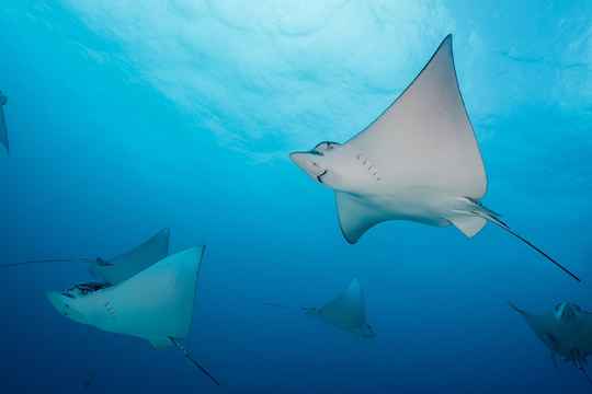 Galápagos