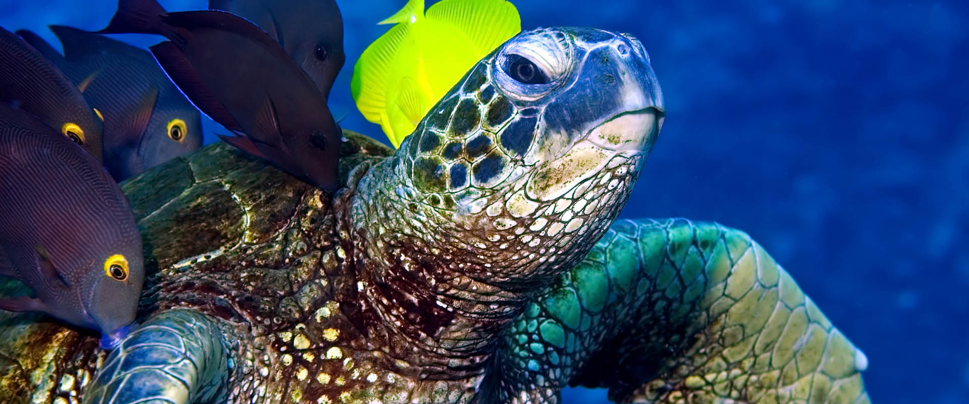 Tauchsafari Turtle Pinnacle