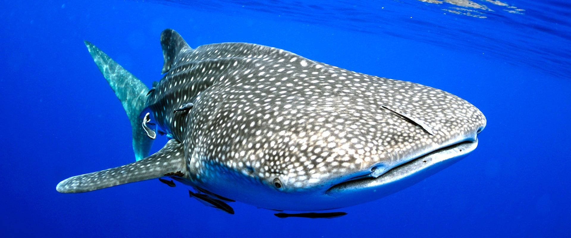 Cruceros de buceo en Honduras - LiveAboard.com