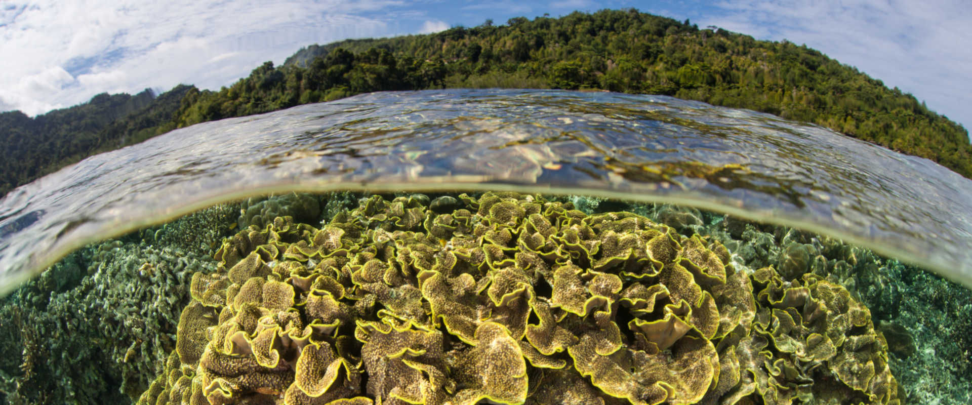 Ambon Liveaboard Diving
