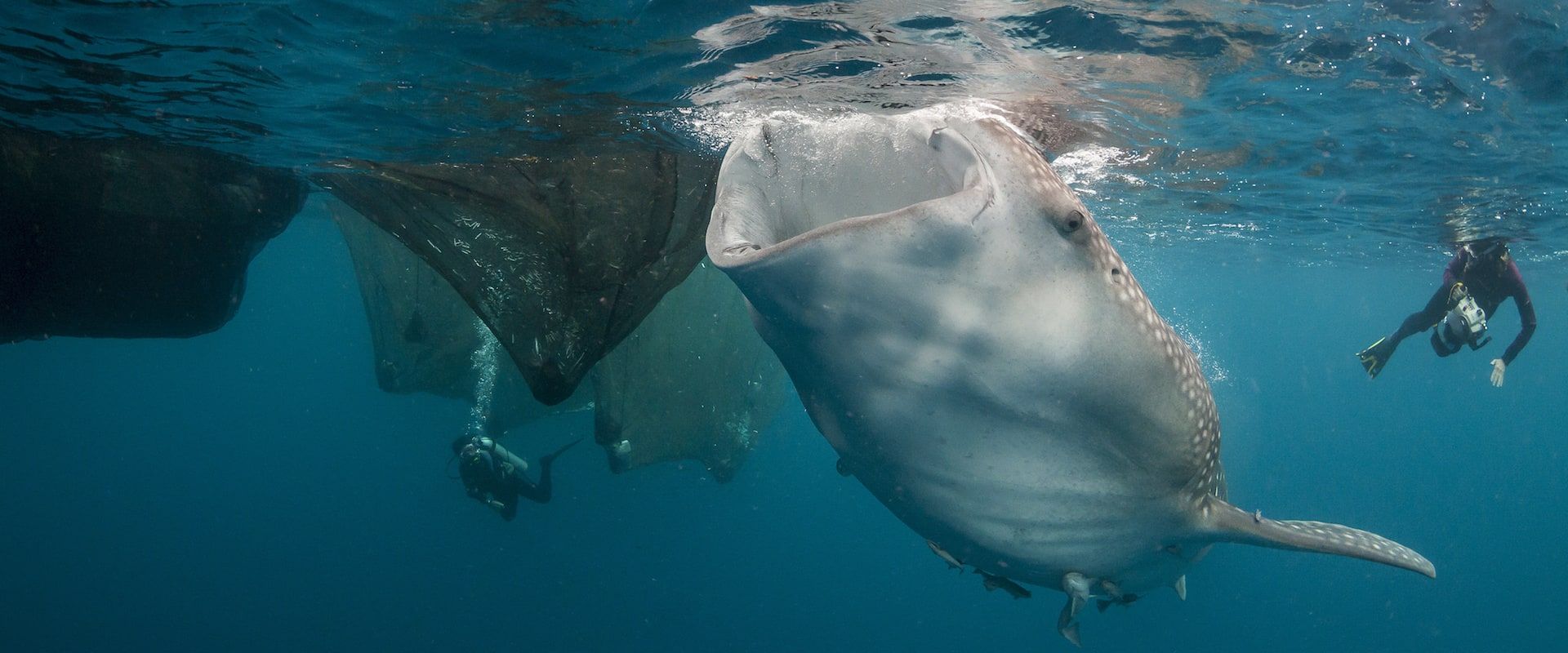 Crociere subacquee nella baia di Cenderawasih