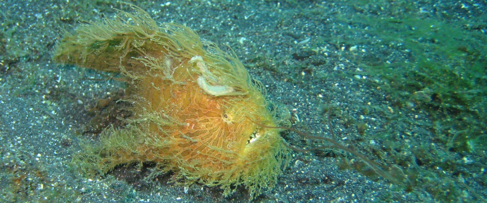 Lembeh Strait リブアボード ダイビング