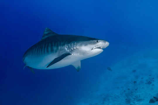 Maldives